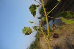 Abutilon indicum subsp. indicum